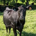 Lone angus on pasture