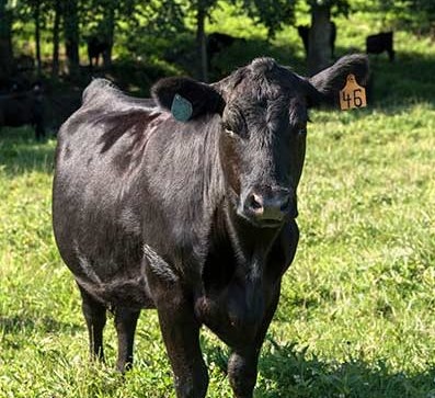 Lone angus on pasture