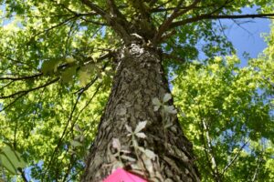 White oak tree