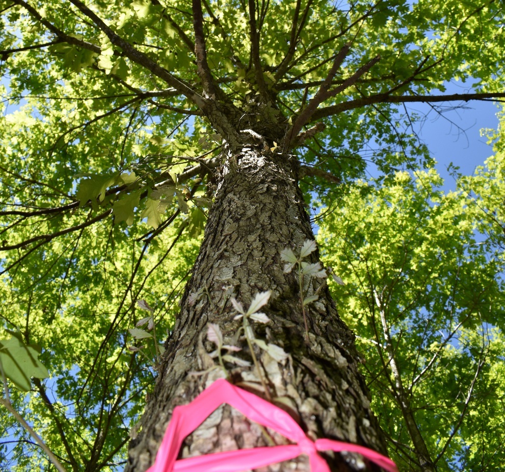 White oak tree