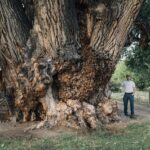 Frémont’s Cottonwood National Champion tree in Arizona
