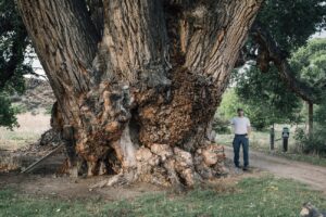 Frémont’s Cottonwood National Champion tree in Arizona