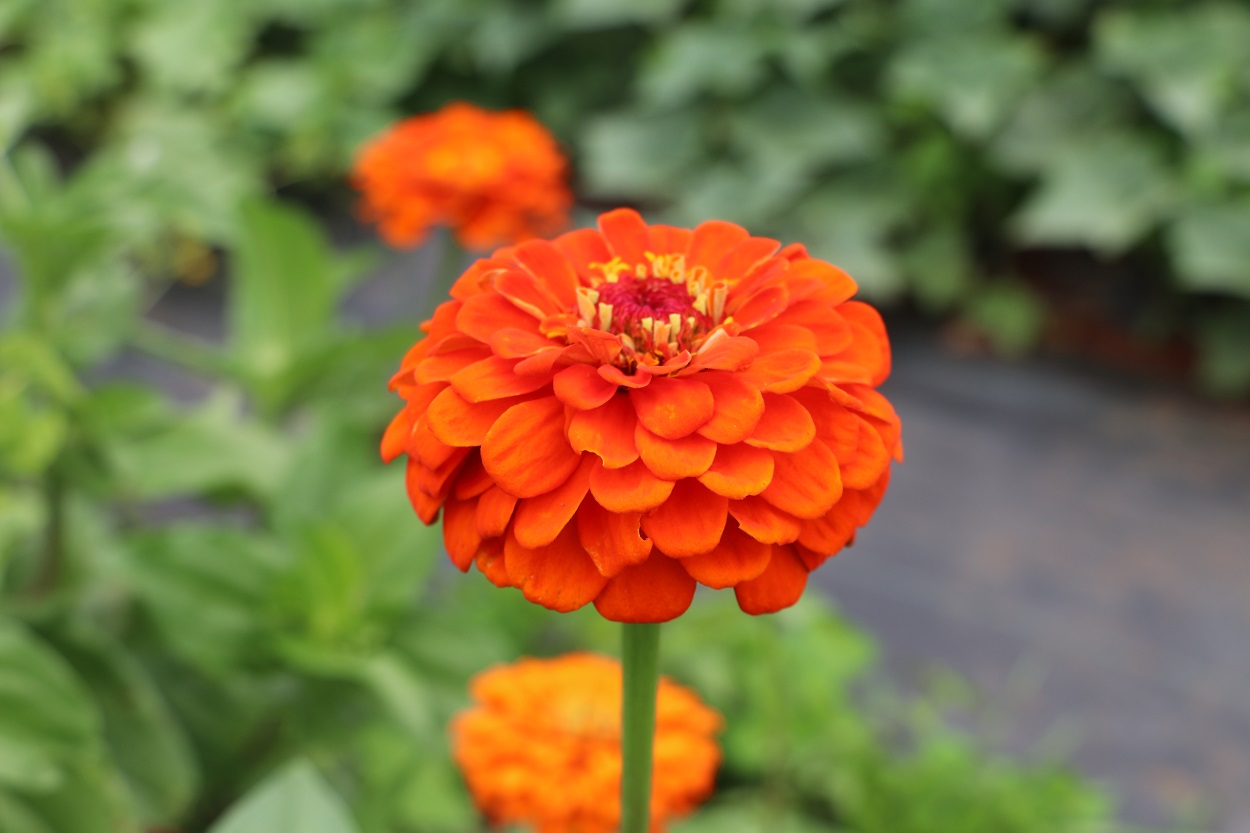 Benery Giant zinnia