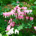 Bleeding hearts