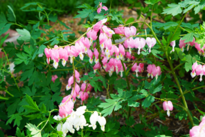 Bleeding hearts