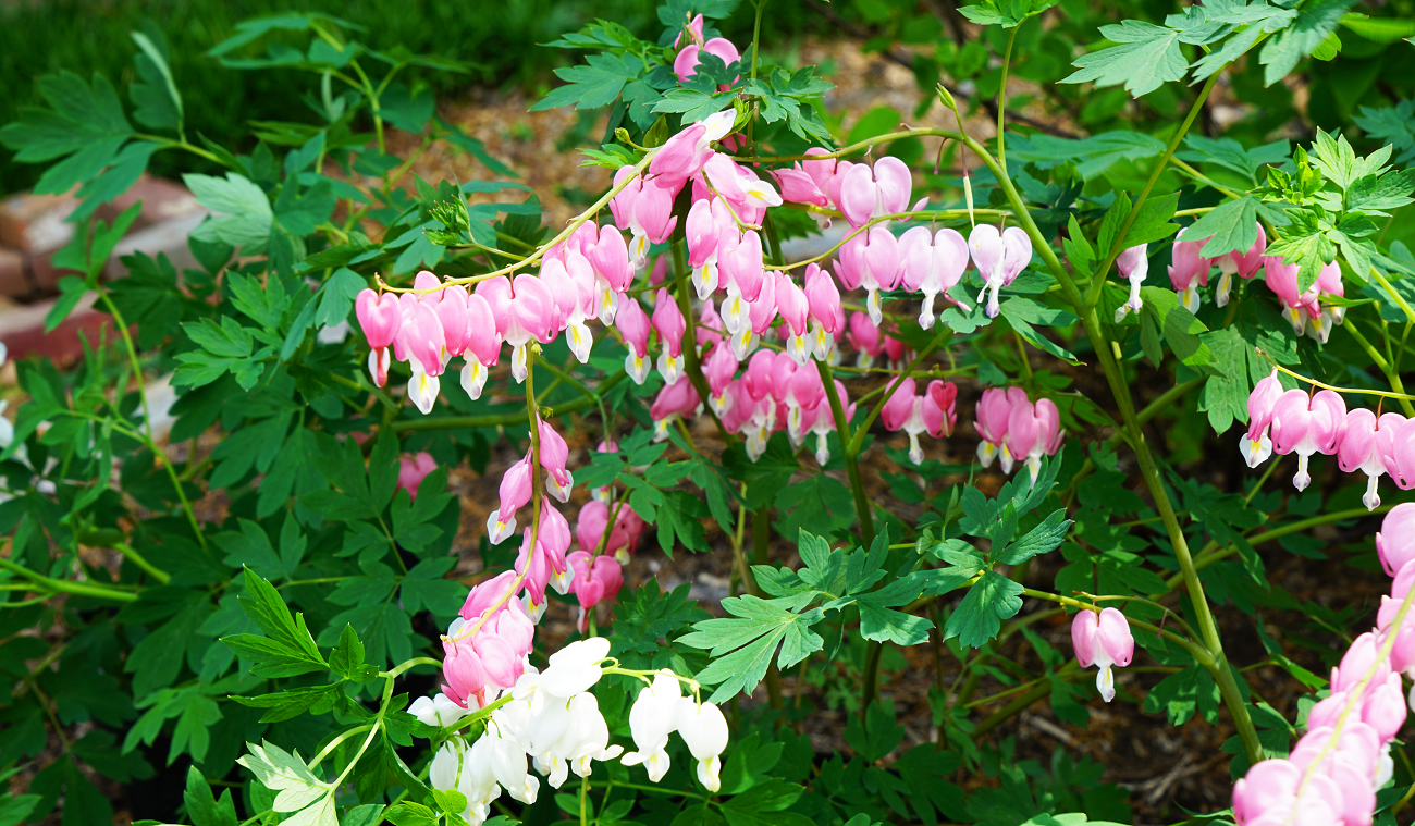 Bleeding hearts