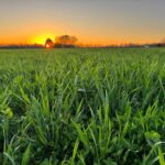 field of cool-season forage mix in Franklin County, Tennessee, in March
