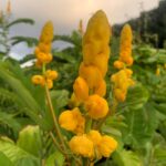 tropical candelabra bush (Senna alata)