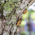 Cicada on a tree