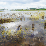A flooded field next to a road