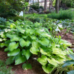 Hosta ‘Guacamole’