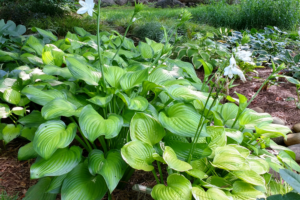 Hosta ‘Guacamole’