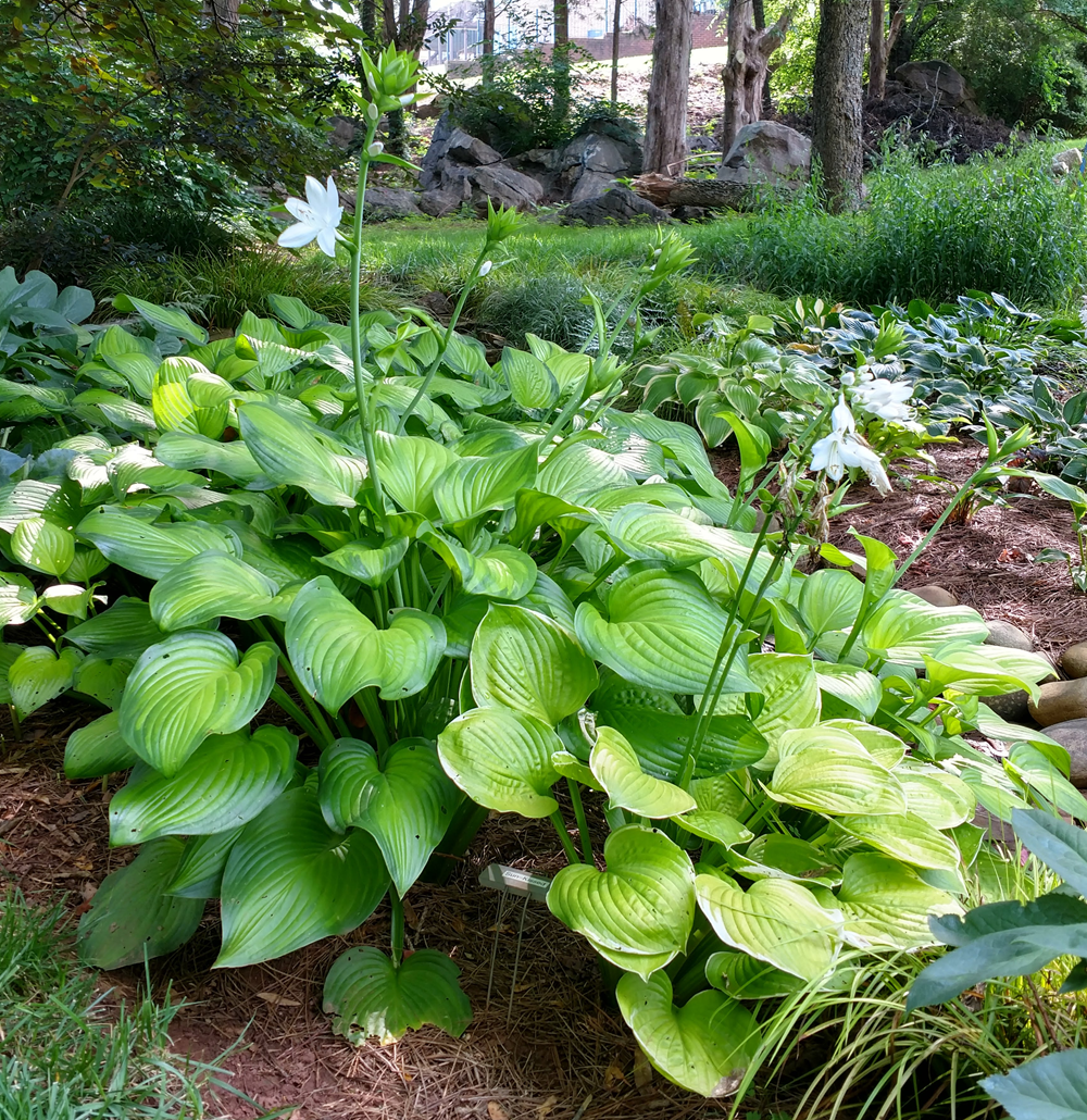 Hosta ‘Guacamole’