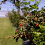 Blackberries growing at the Middle Tennessee AgResearch and Education Center