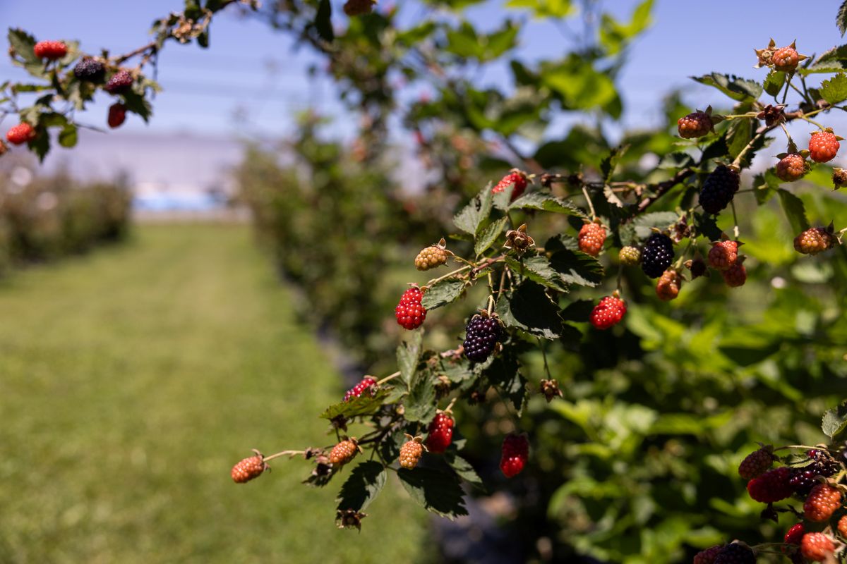 Blackberries growing at the Middle Tennessee AgResearch and Education Center