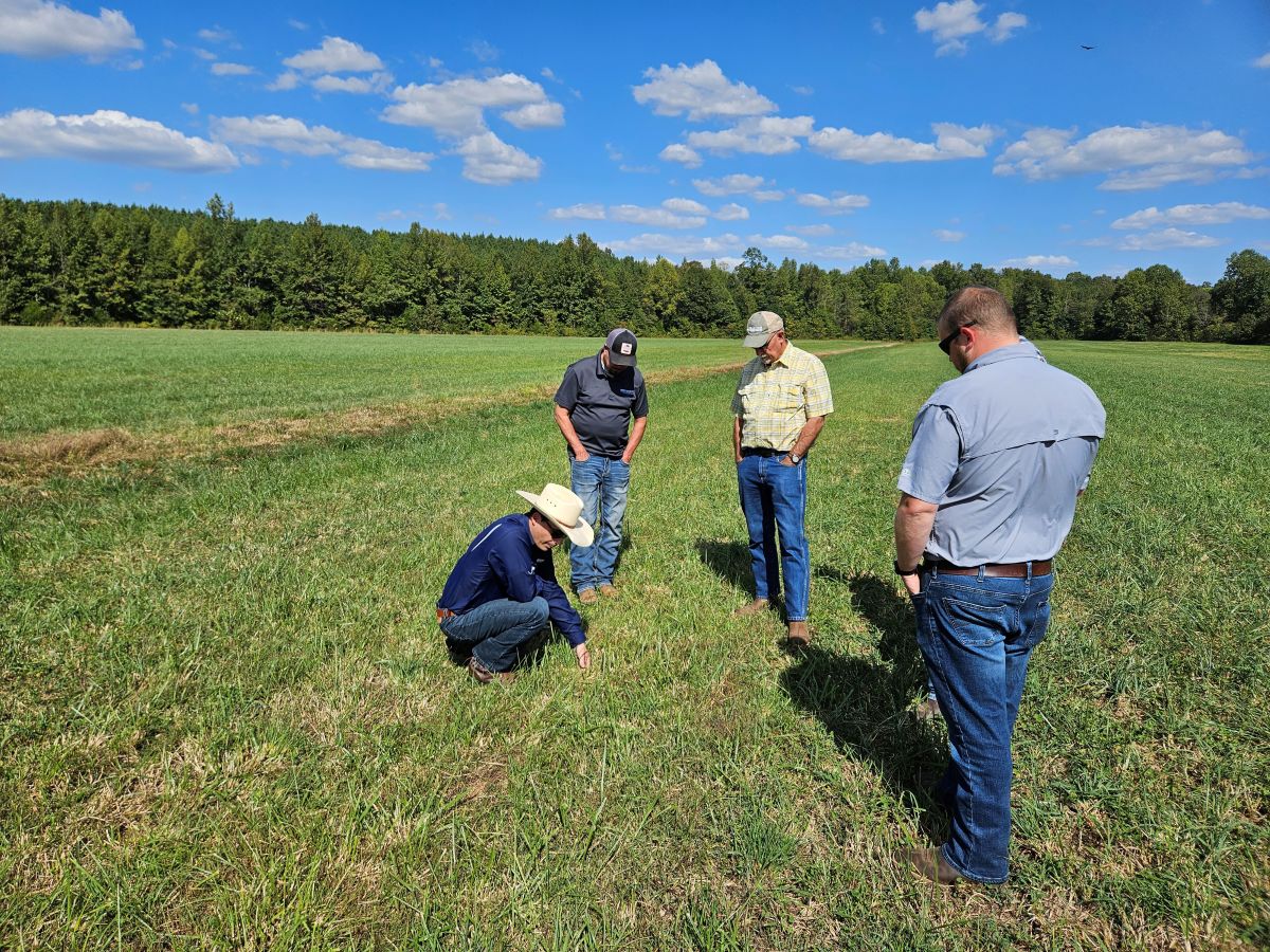 Bruno Pedreira and 4 other men in a field examining grass used for forage