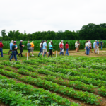 A group of attendees at the Weed Tour walk down a path between row crop fields