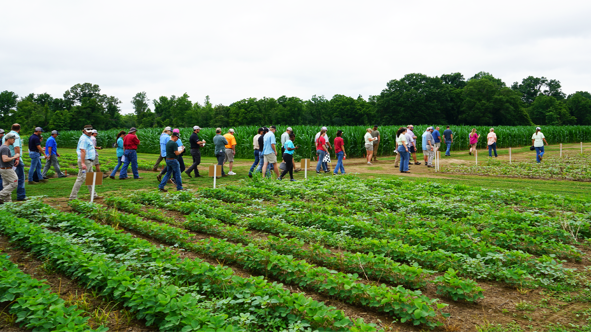 A group of attendees at the Weed Tour walk down a path between row crop fields