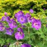 Hardy Geranium, a purple flower