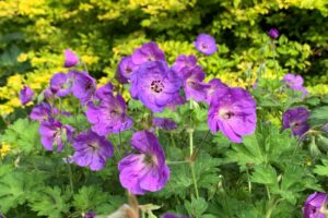 Hardy Geranium, a purple flower