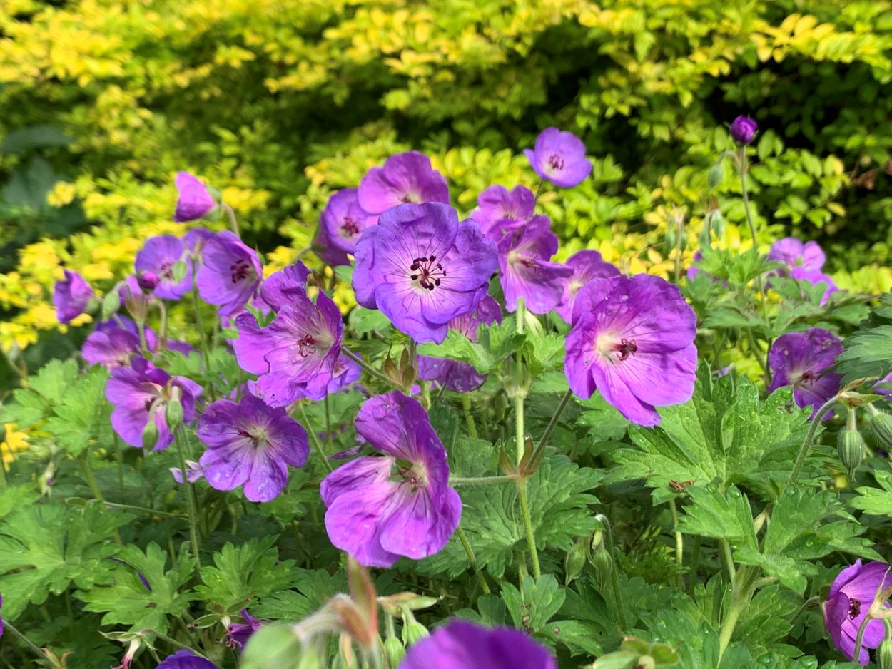 Hardy Geranium, a purple flower