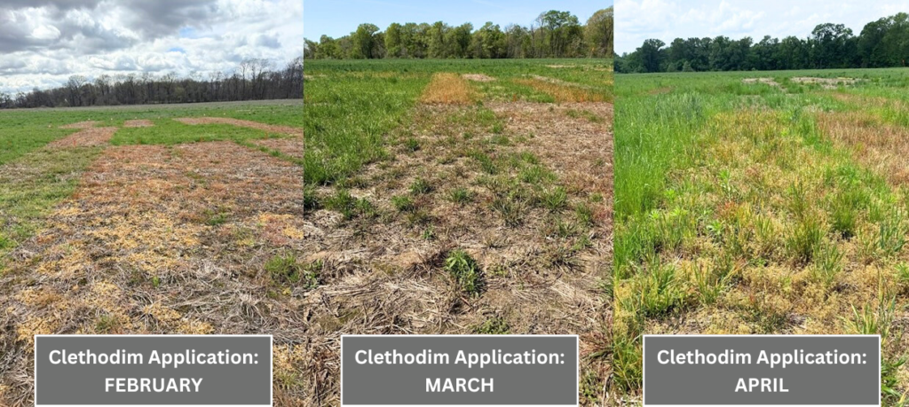 Three side-by-side photos of a field used to test herbicides. The left image has a label titled "Clethodim Applications: FEBRUARY" with small amounts of Italian ryegrass scattered throughout. The second reads "Clethodim Applications: MARCH," with slightly more weeds. The third reads "Clethodim Applications: APRIL" with large amounts of Italian ryegrass.