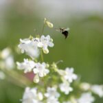 a bee flying over white flowers