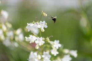 a bee flying over white flowers