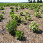 An empty field overrun with Palmer amaranth and horseweed, some more than a foot tall
