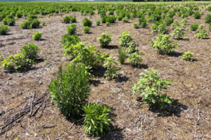 An empty field overrun with Palmer amaranth and horseweed, some more than a foot tall
