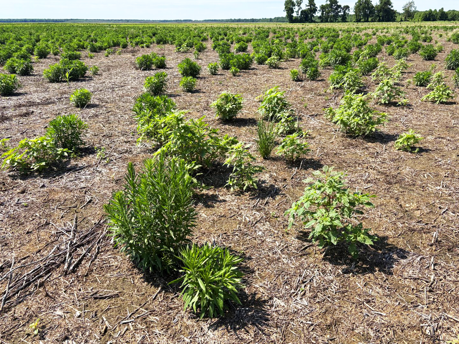 An empty field overrun with Palmer amaranth and horseweed, some more than a foot tall