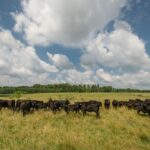 black angus cows in a field
