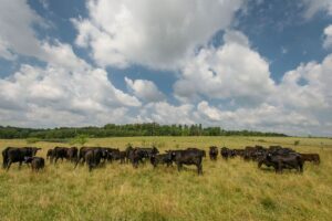 black angus cows in a field