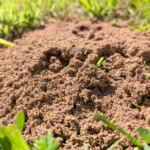 Fire ant mound in a green lawn