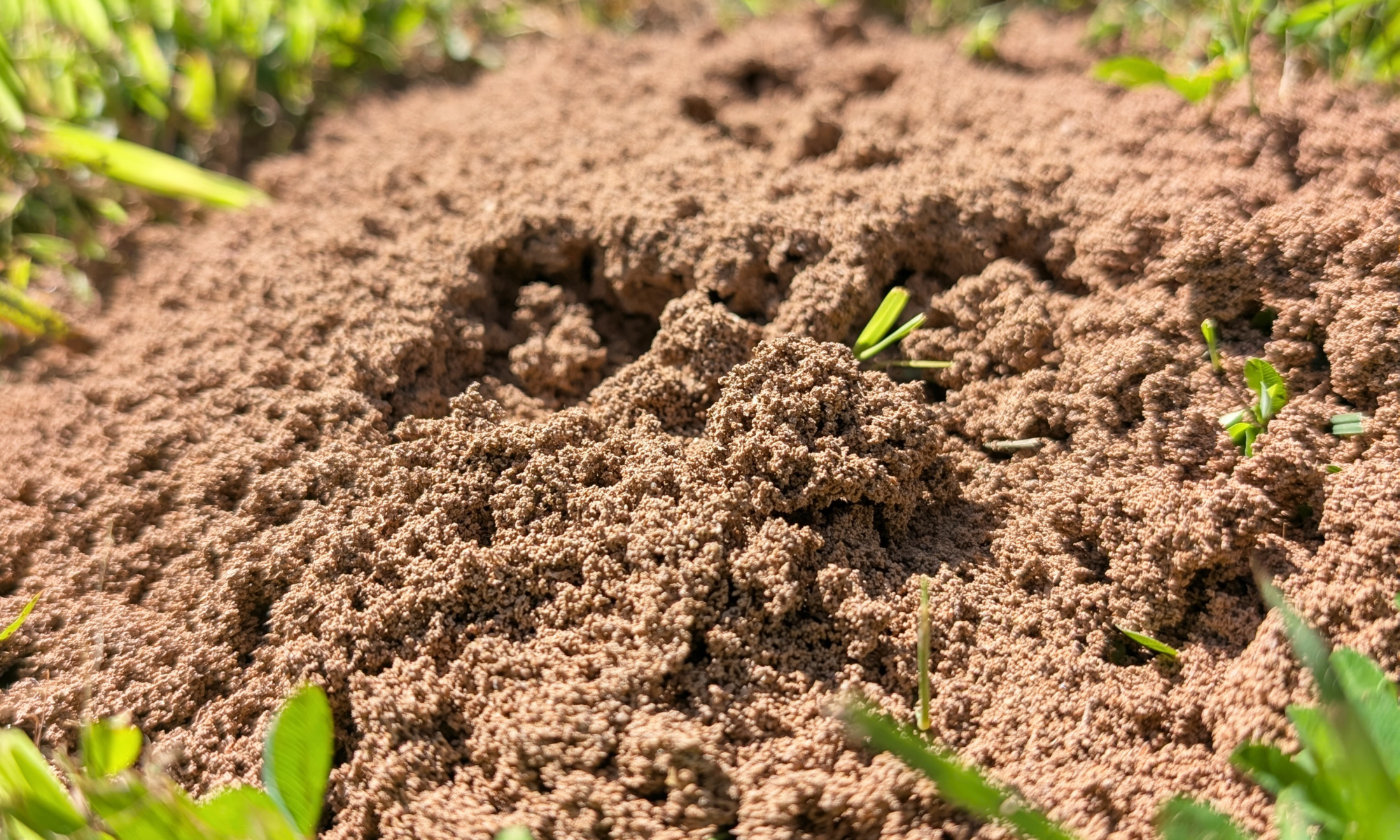 Fire ant mound in a green lawn