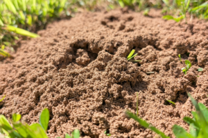 Fire ant mound in a green lawn