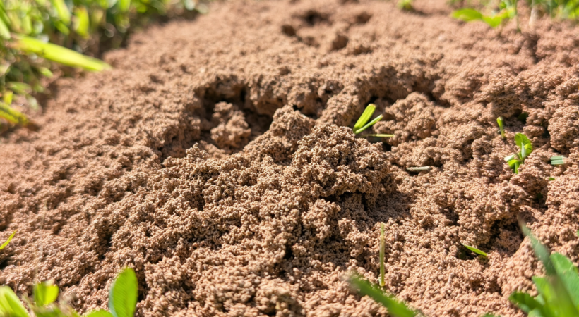 Fire ant mound in a green lawn