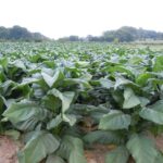 Tobacco
