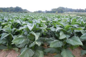 Tobacco