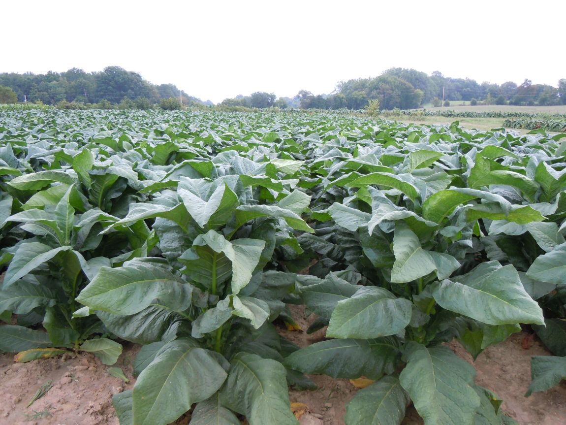 Tobacco