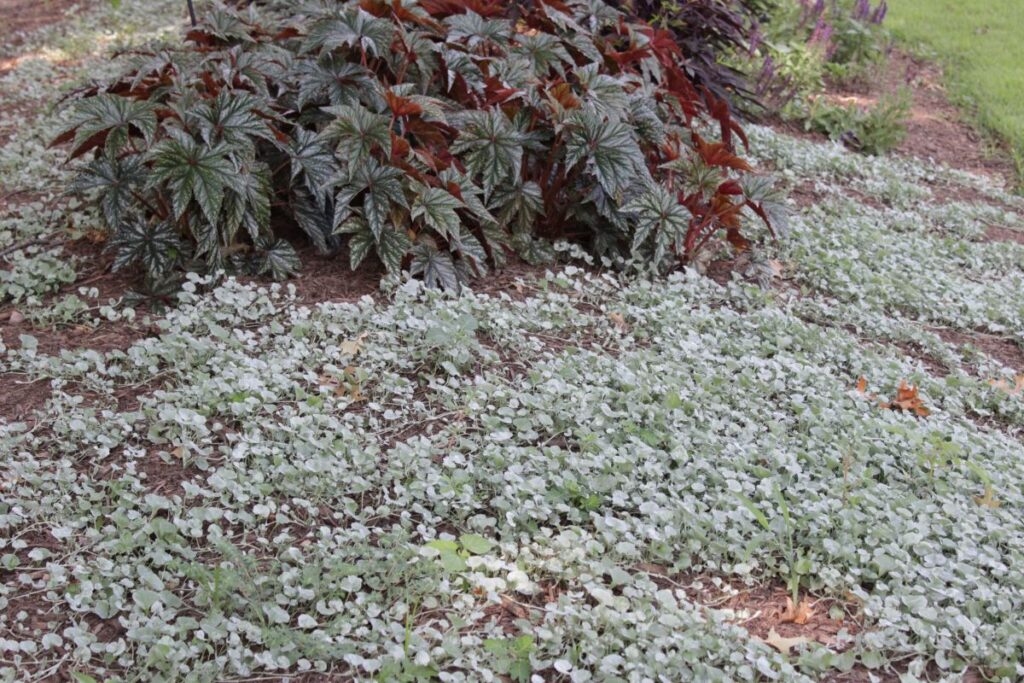 ‘Silver Falls’ as groundcover