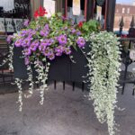 ‘Silver Falls’ in a container with purple flowers