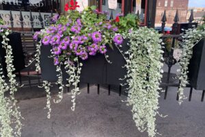 ‘Silver Falls’ in a container with purple flowers
