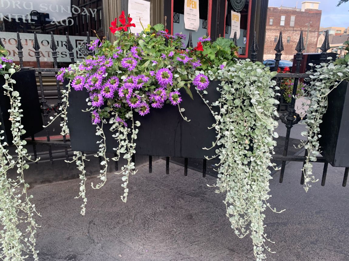‘Silver Falls’ in a container with purple flowers
