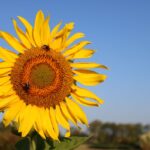 Sunflower with two bees on it