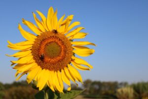 Sunflower with two bees on it