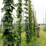 a man inspecting hops in the UT hopyard