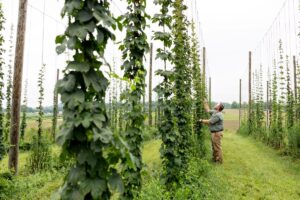 a man inspecting hops in the UT hopyard