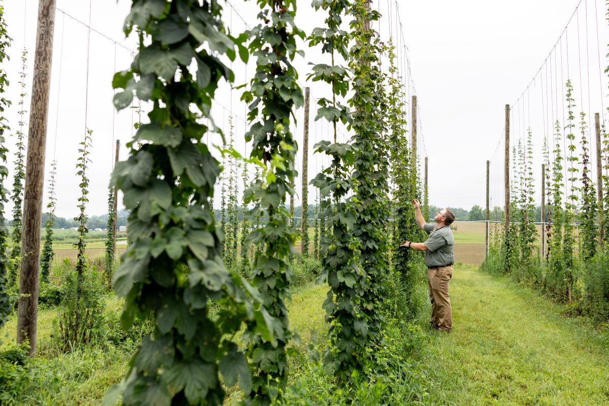 a man inspecting hops in the UT hopyard