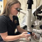 UTIA Research Associate creating in-vitro-produced embryos in the lab